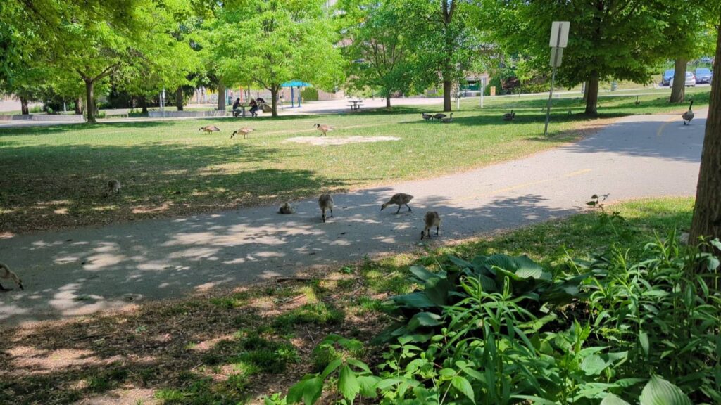 ロンドンの公園の写真